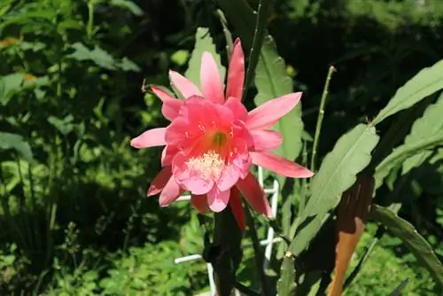 Cactus senza spine: specie bellissime e loro cura