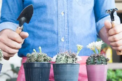 Repot cactus