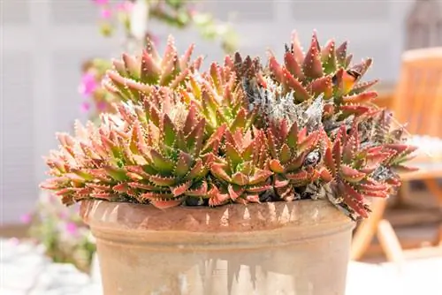 Cactus sul balcone