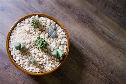 Planting cacti in a bowl: step-by-step instructions