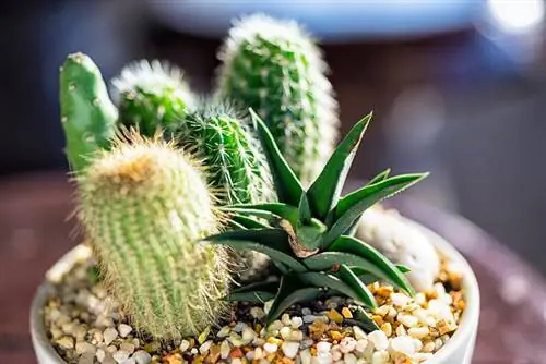 Cacti and sunburn: How do I avoid the problem?