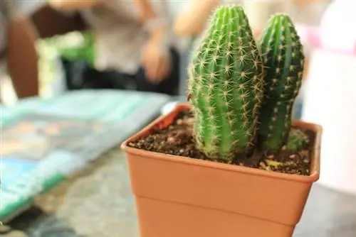 Cactussen delen