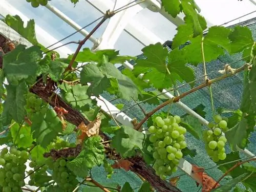 Natural greenhouse shading: climbing plant & Co