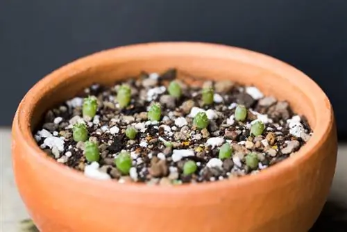 Pricking out cacti: This is how you separate seedlings correctly