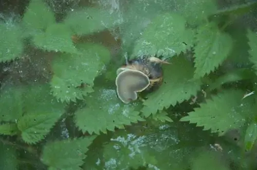 Greenhouse snails