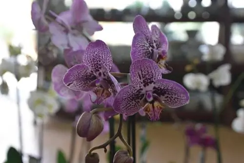 Orquídies d'hivernacle