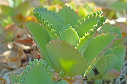 Kalanchoe Daigremontiana уулуу? Ингредиенттер жана коопсуздук