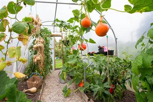 Greenhouse how big