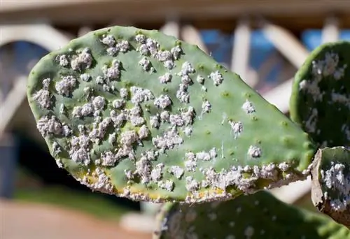 Pidocchi dei cactus