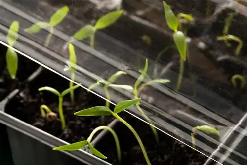 Greenhouse windowsill