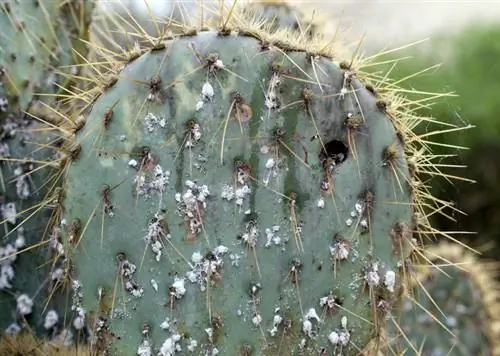 Les poux des cactus