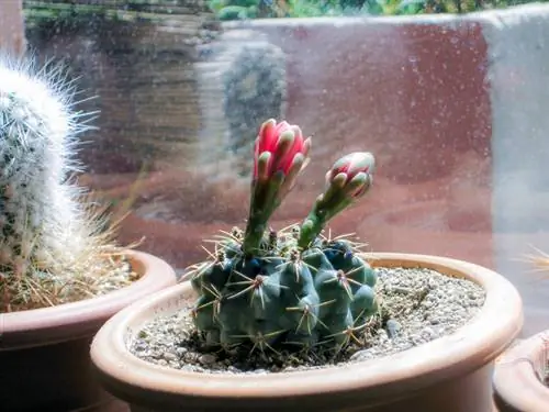 Come trovare la posizione ideale per i tuoi cactus