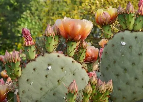 Cochinillas de los cactus