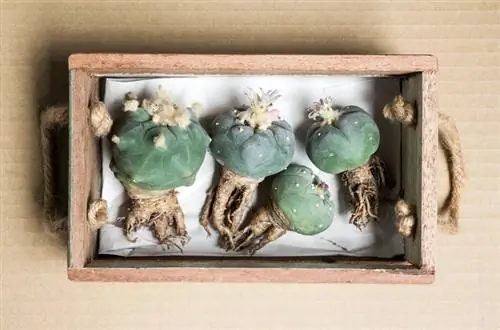 Gupitin ang mga ugat ng cactus