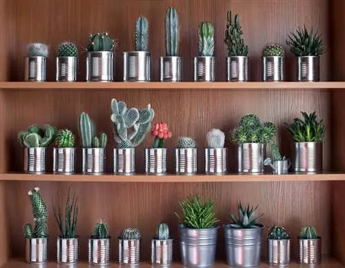 Cactus como plantas de interior: Hermosas especies para tu hogar