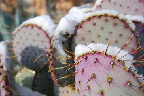 Cactussen winterklaar