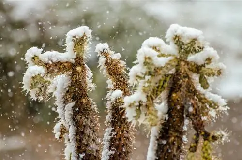 Overwinter cacti nje