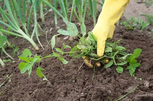 Lluita contra les males herbes a la tardor