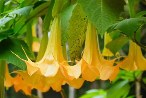 Ken giftige planten