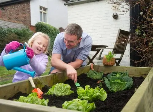 Plant winter lettuce