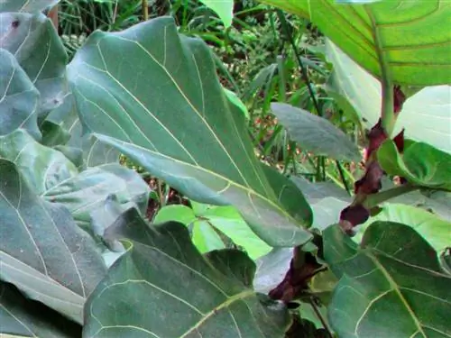 Fiddle fig telanjang pada batangnya? Ini adalah cara anda menggalakkan cawangan