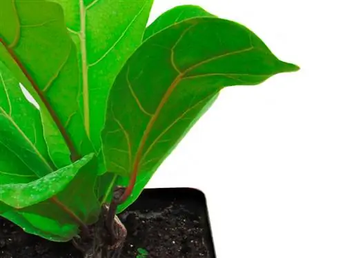 Fiddle fig pinagputulan