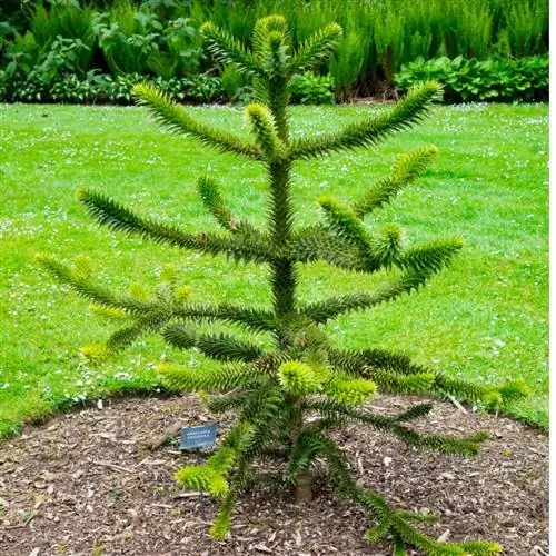 Watering araucaria