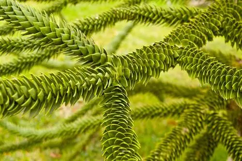 Araucaria snijden