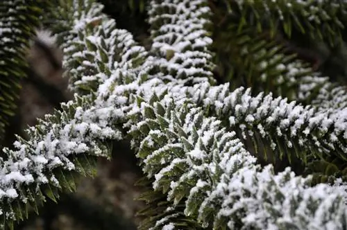 Araucaria nyob rau lub caij ntuj no: Nov yog qhov lawv muaj sia nyob Frost thiab txias