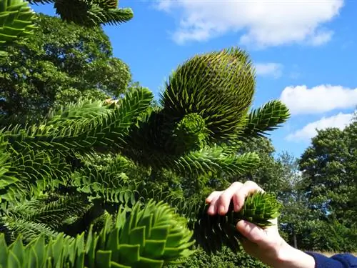 Araucaria transplanteren