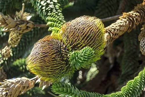 Araucaria বাদামী হয়ে যায়