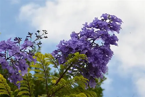 Arborele din lemn de trandafir: sfaturi de îngrijire pentru arborele exotic