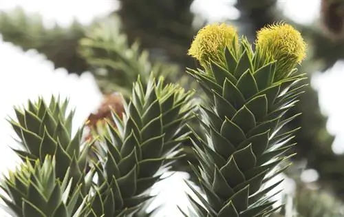 Cuidados del abeto ornamental chileno