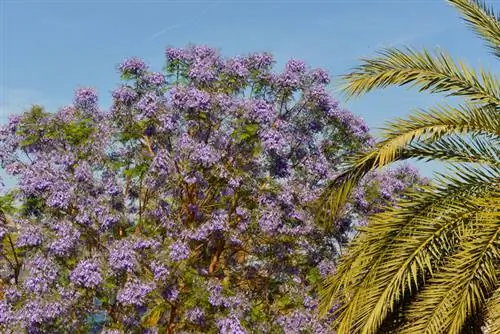 Rosewood tree in winter: overwintering & protective measures