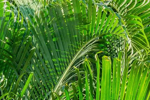 Fulles marrons de palmera areca