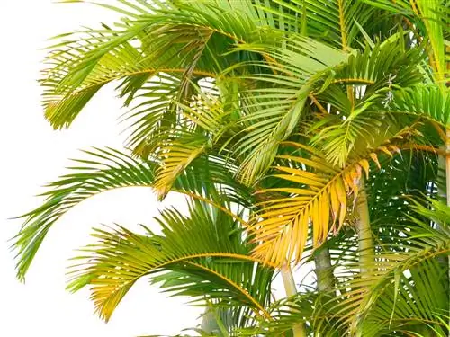 Areca palm geel blare