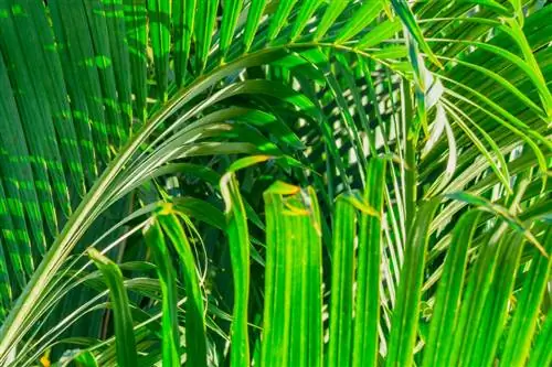 Ujung daun pinang berwarna coklat