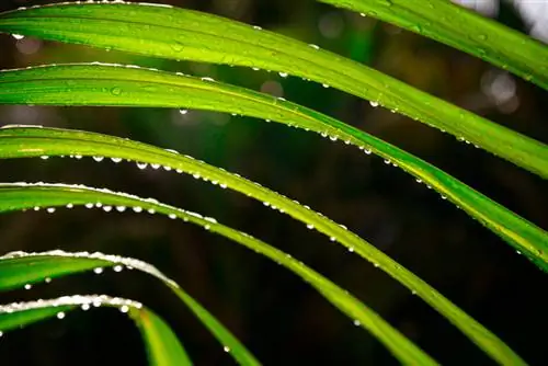 Watering Areca palm