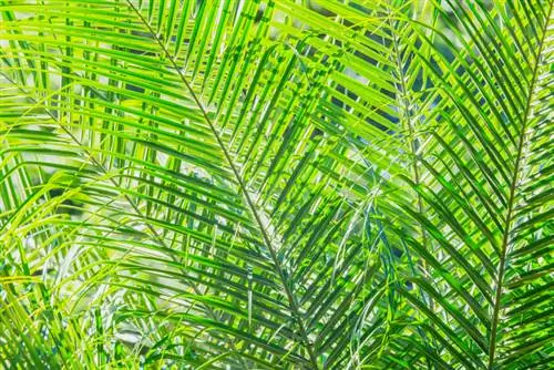 Palmera dorada en el exterior: ubicación ideal y consejos para su cuidado