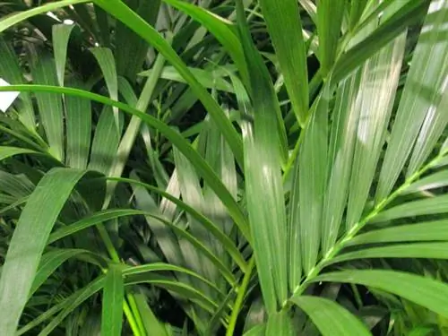 Orezivanje Areca palme