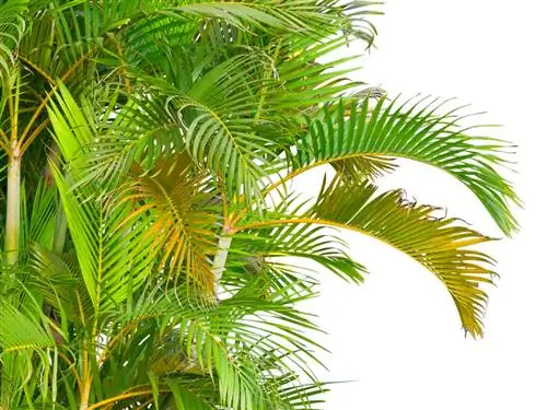 Areca palm dry leaves