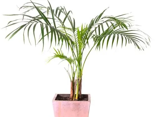 Repot areca პალმის