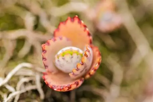 Planta de interior Kalanchoe humilis