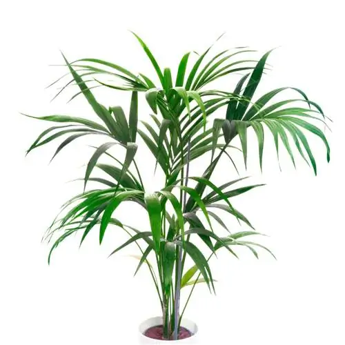 Kentia palm kunsmis