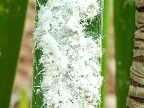 Kentia palm mealybugs