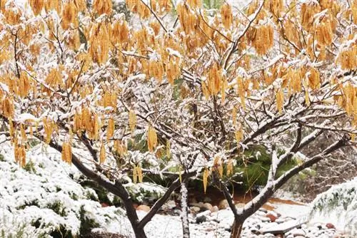 Árbol durmiente resistente al invierno