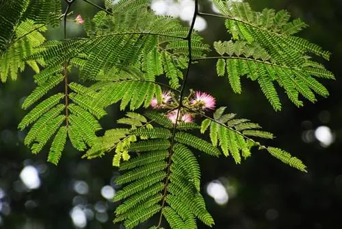 El árbol dormido pierde sus hojas