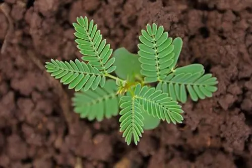 Propagació de l'arbre de la seda