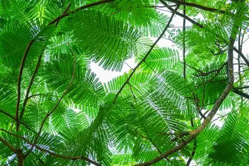 A árvore adormecida não floresce