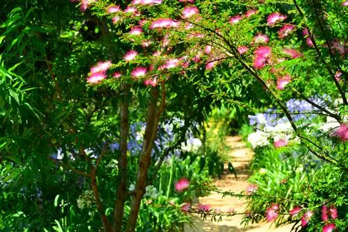 Albero di seta nel giardino